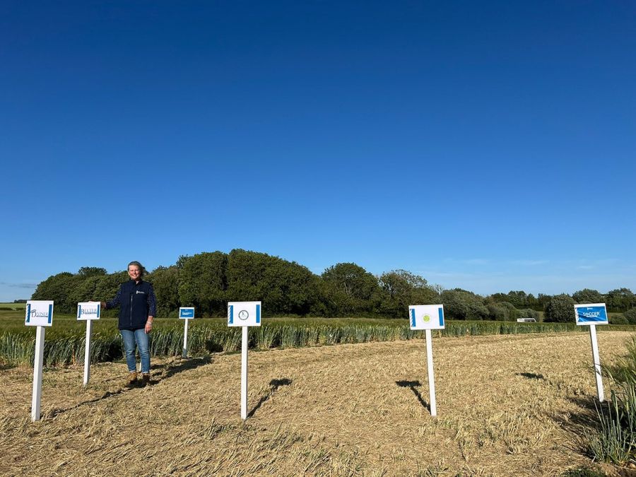 Long-Serving Barley Breeder Jo Campion Retires After 30-Year Career