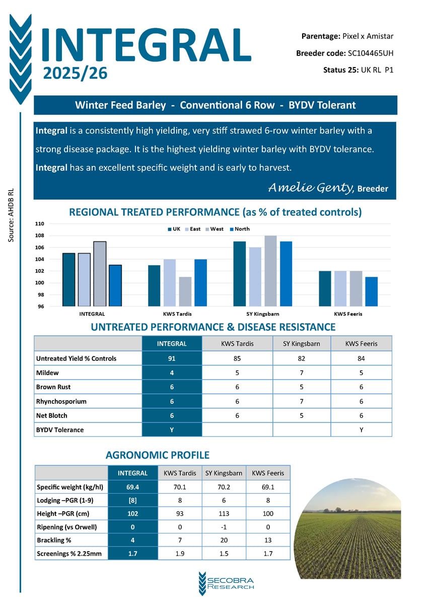 Winter Feed Barley | Conventional 6 Row | BYDV Tolerant