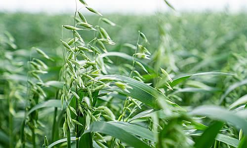 Autres céréales : Avoine, Épeautre, Seigle sont d’autres céréales que nous travaillons en partenariat avec d’autres obtenteurs européens. Nous proposons sur le marché des variétés adaptées aux climat & débouchés français.