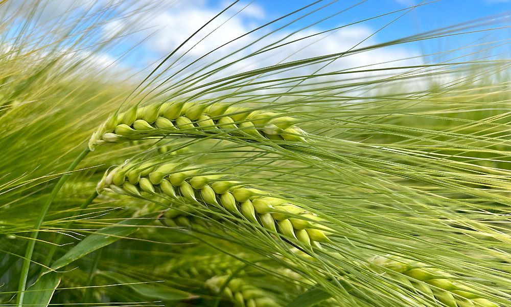 Winter Barley