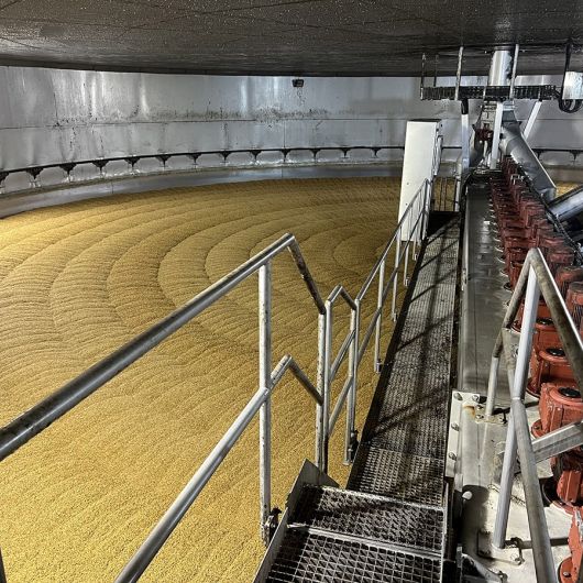 Barley Steeping at Bairds Malt in Scotland