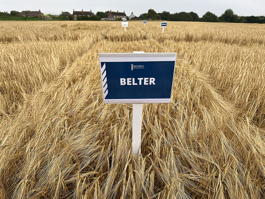 Secobra varieties - Belter