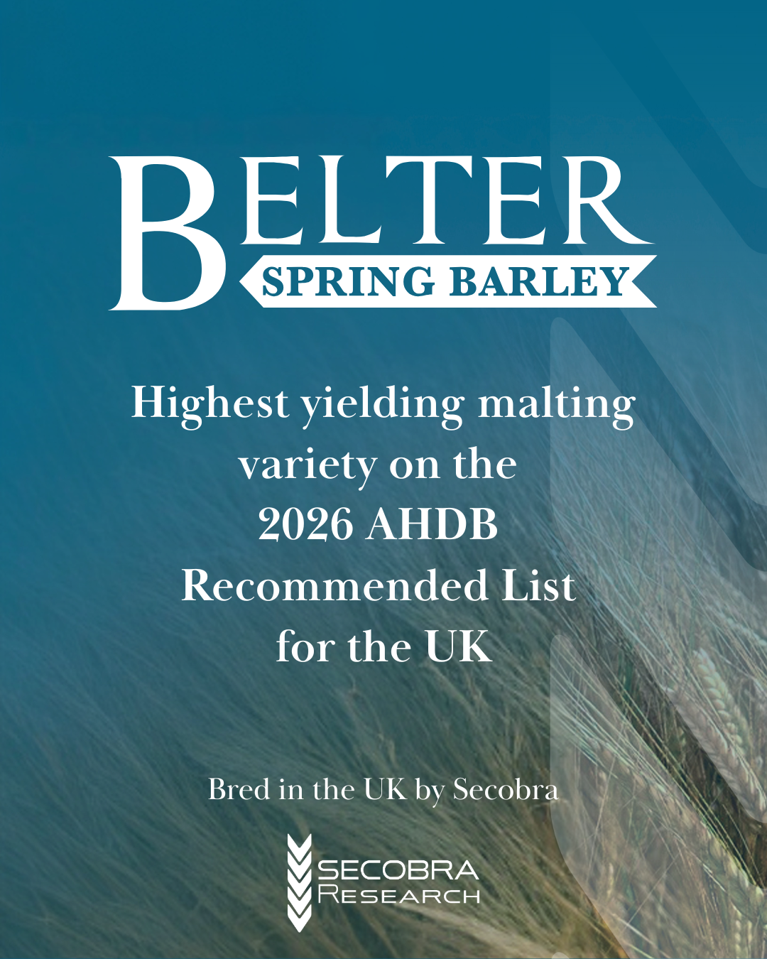 Secobra varieties - Belter