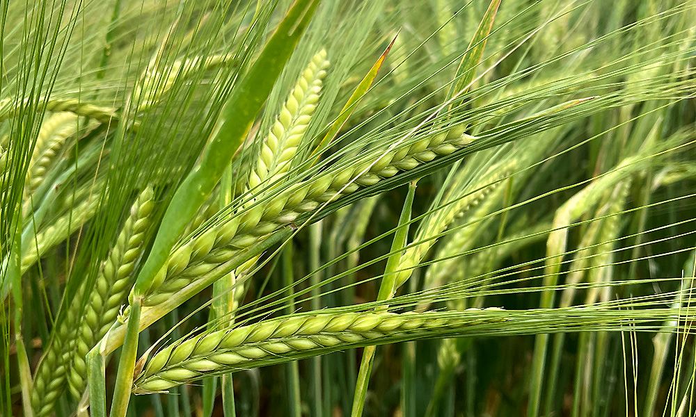 Spring Barley