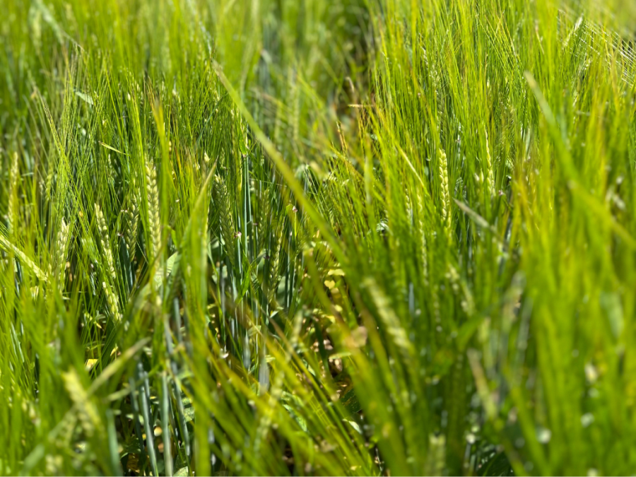 Belter Spring Barley
