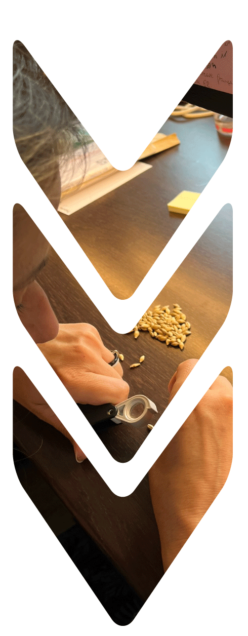 métier laboratoire sélection céréale orge