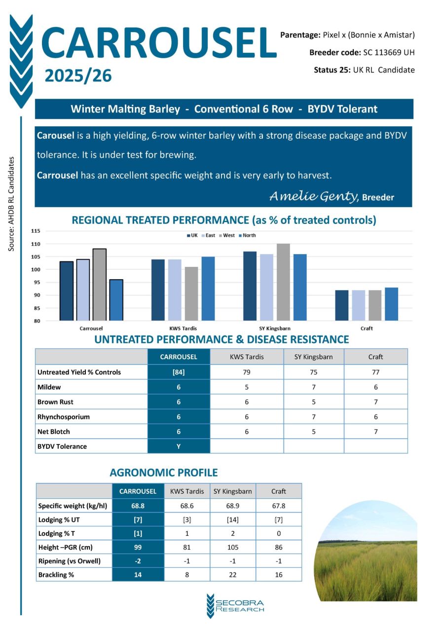 Winter Malting Barley | Conventional 6 Row | BYDV Tolerant