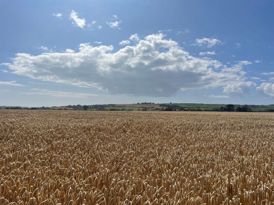 Secobra varieties - Belter